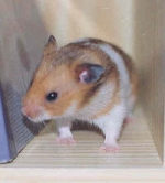 chomik