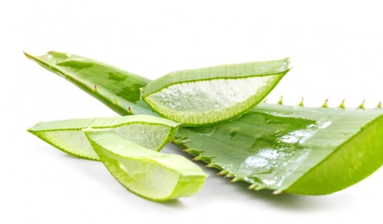 Aloes - sekrety kleopatry