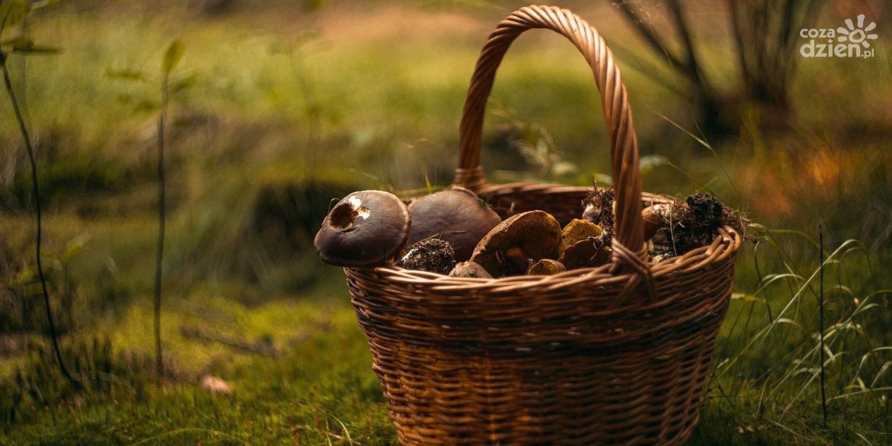 Jak postępować w przypadku podejrzenia zatrucia grzybami leśnymi?