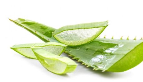 Aloes - sekrety kleopatry