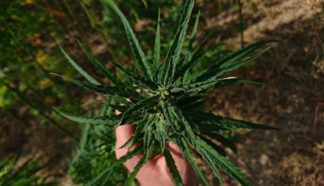 CBG vs CBD: czym się różnią te dwa kannabinoidy?